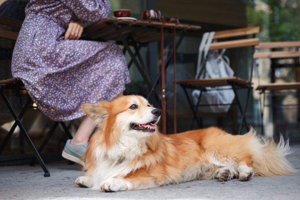 Woman with a Corgi in a cafe on a summer terrace drinking coffee