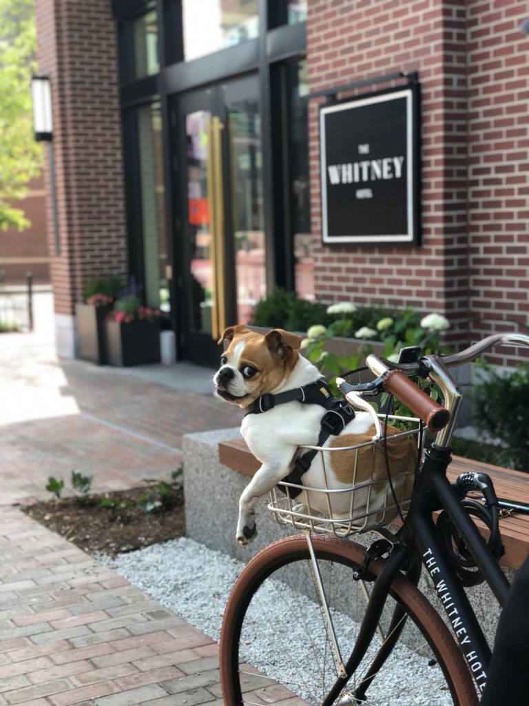 Dog in bicycle basket in front of The Whitney Hotel in Boston