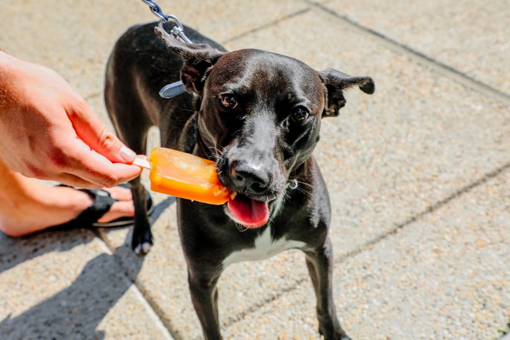 Person feeding black dog on a leash an orange popsicle