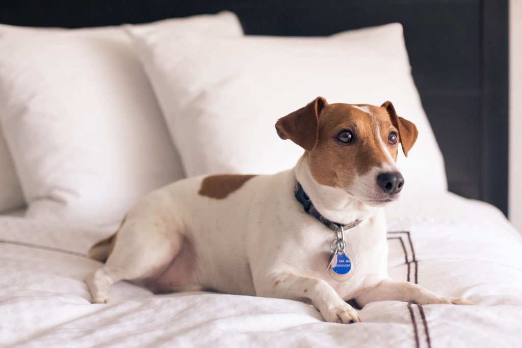 Dog laying on bed at Capitol Hill Hotel in Washington, DC